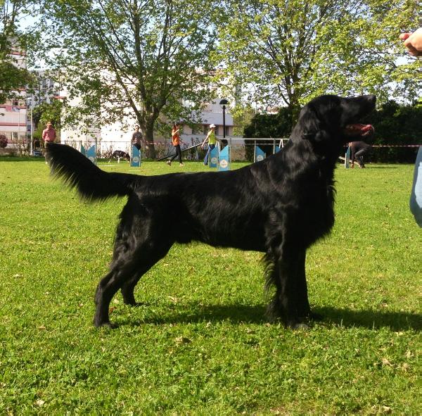 Starworkers Some Kind Of Trouble | Flat-Coated Retriever 