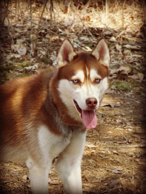 Conan Winter Frost Terry | Siberian Husky 