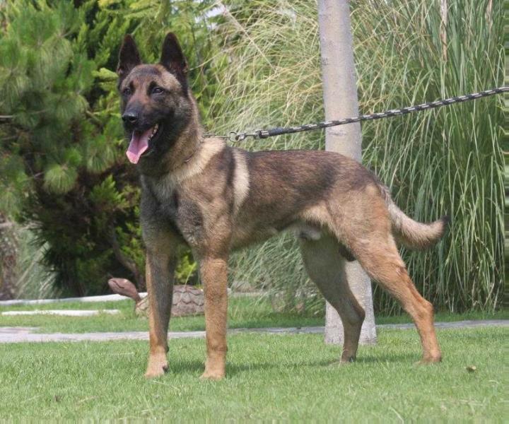 Guips | Belgian Malinois 