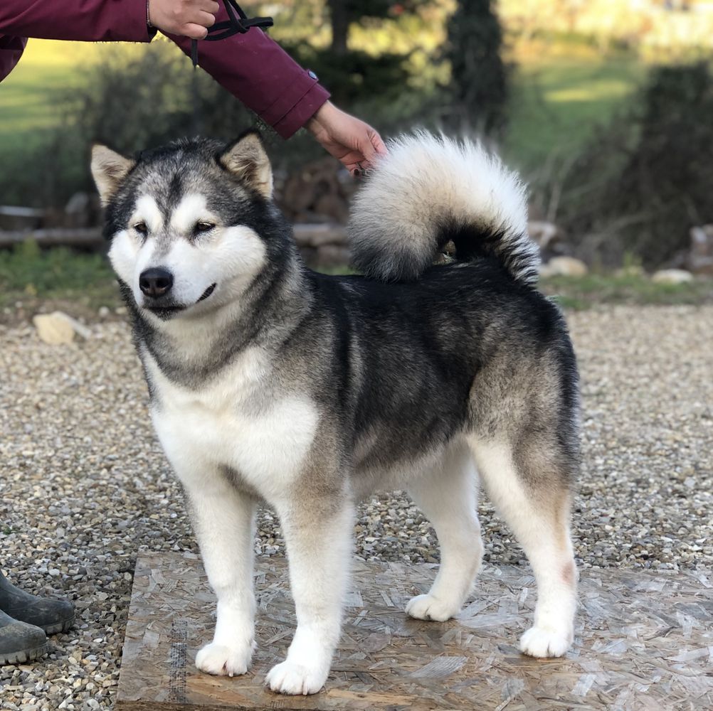 Dragonfly | Alaskan Malamute 