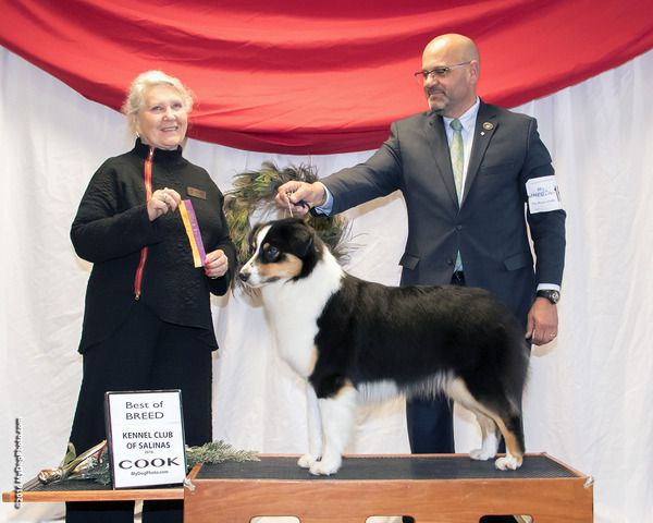 Gaitway's Little Black Dress | Australian Shepherd 