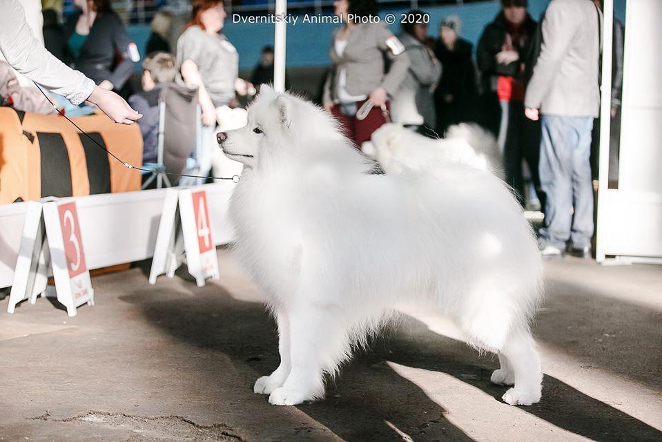 Crystal Snowflake Bingo | Samoyed 