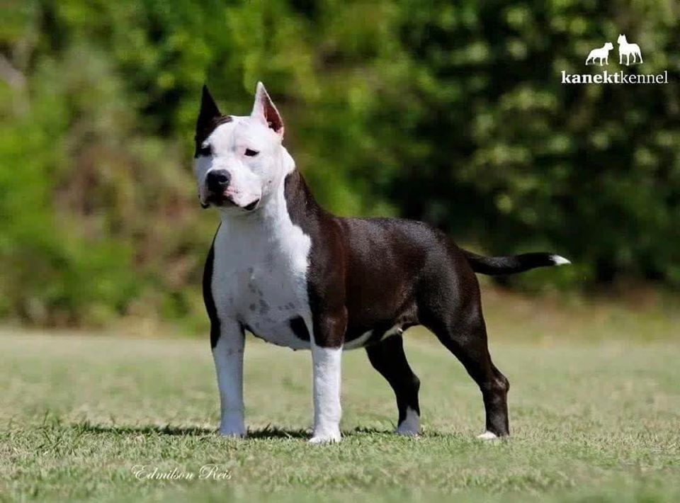 OPRAH WINFREY DO AMERICAN PRIDE | American Staffordshire Terrier 