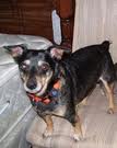 Chattertons Smokeyjo | Rat Terrier  Chattertons Smokeyjo | Rat Terrier