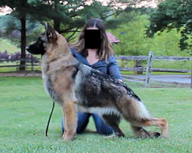 Bonjens Bristol | German Shepherd Dog 