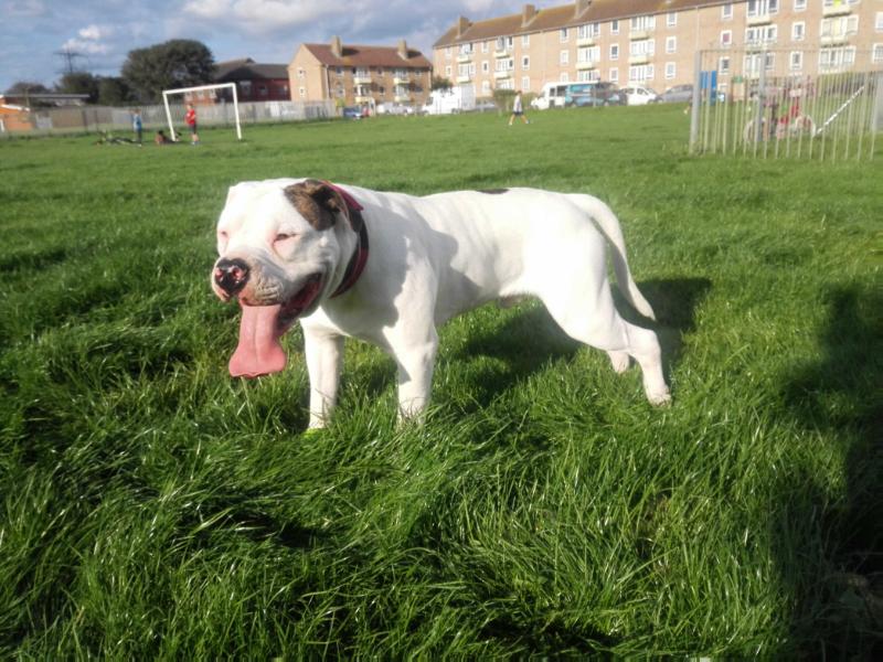 Hooddogs Minax | American Bulldog 