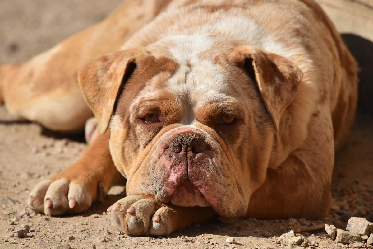 Nukitabull's Oskar | Olde English Bulldogge 