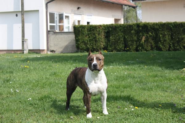 Viper divasting | American Staffordshire Terrier 