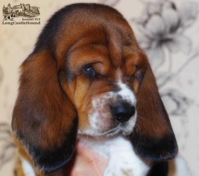 Emil Finic Long ?astle ?ound | Basset Hound 