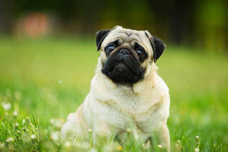 LIVING IN LOVE DANDI ELEGANT | Pug 