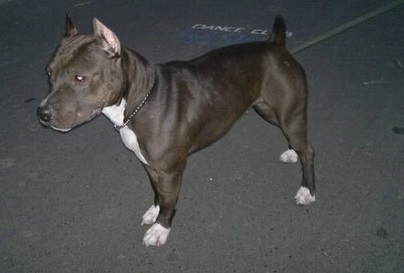 Linda Loca  ARKOR HAUS | American Staffordshire Terrier 