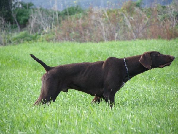 Pradellinensis Jonny | German Shorthaired Pointer 