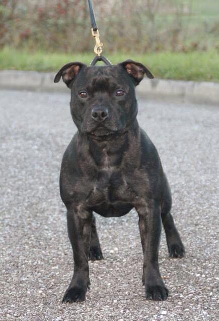 Positive Stafford Freddy Krueger | Staffordshire Bull Terrier 