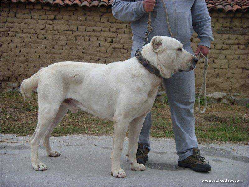 Sultan Kostadinov | Central Asian Shepherd Dog 