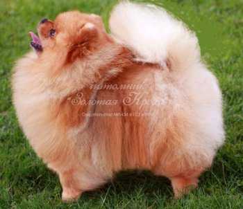 Capriccio Anfara | German Spitz 