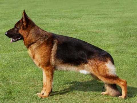 Zonor van Liedehof | German Shepherd Dog 