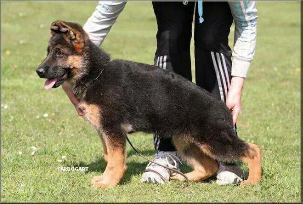 Niya VON GLORISEFEILD | German Shepherd Dog 
