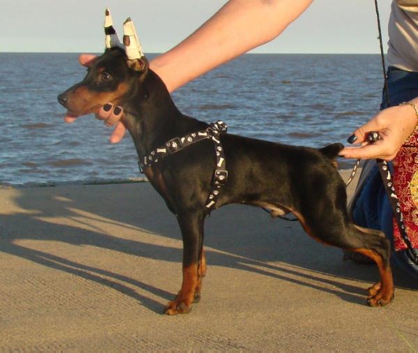 Sangre Caliente Omar for Patagonia Ranch | Miniature Pinscher 