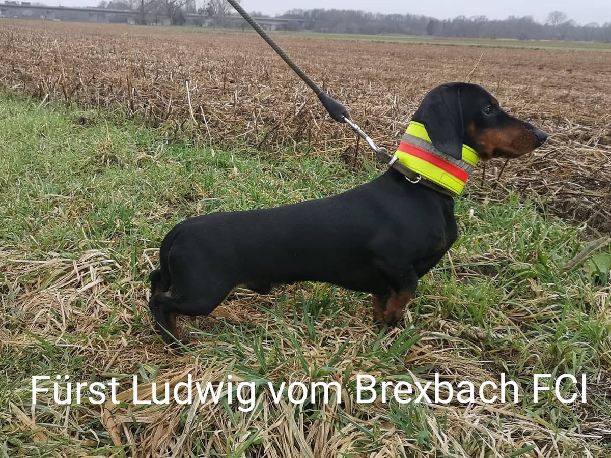 Fürst Ludwig vom Brexbach FCI | Dachshund 