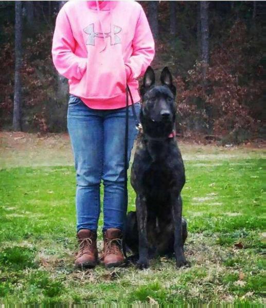 Onyx Van Patriot | Dutch Shepherd 