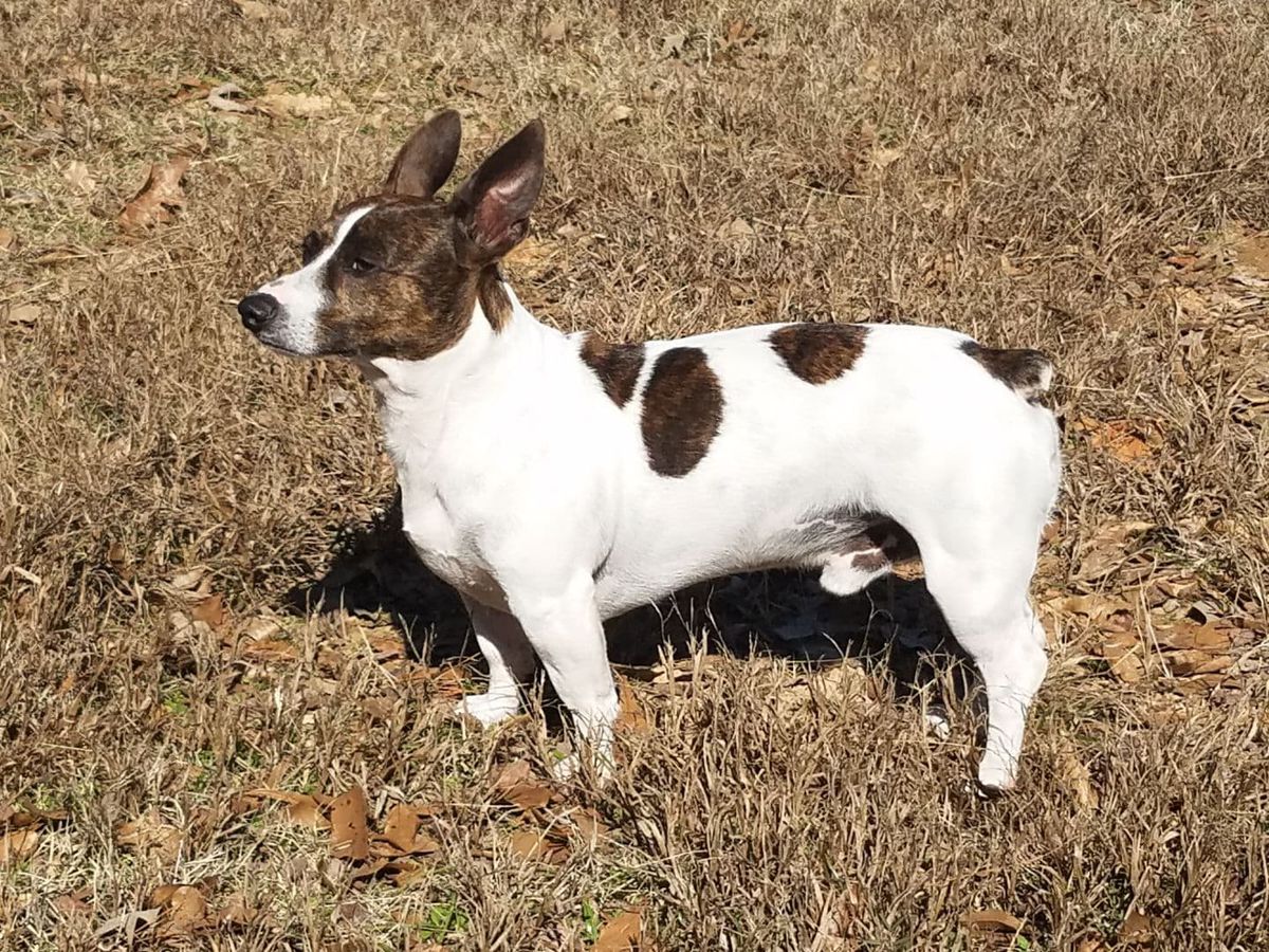 Bear Creek Buck Jackson | Teddy Roosevelt Terrier 