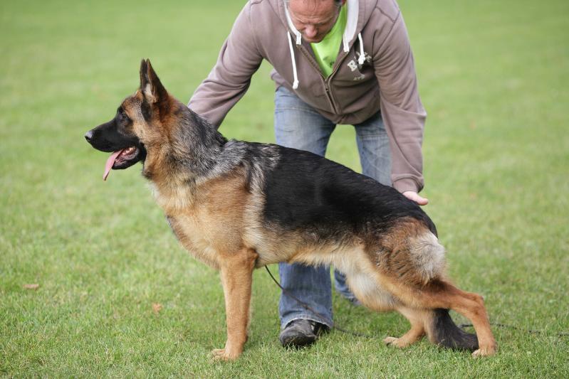 Magor vom Leithawald | German Shepherd Dog 