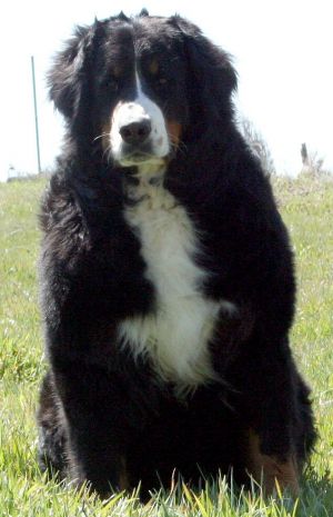 Lacrima van't Rijkenspark | Bernese Mountain Dog 