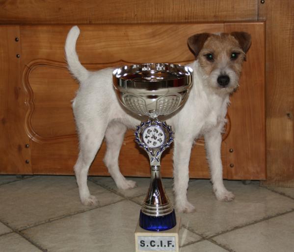 Eager Spry Nana of Jack and Co | Parson Russell Terrier 