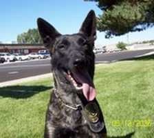 Dutches | Dutch Shepherd 