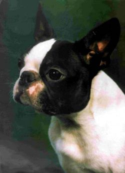 Sunwood'S Ohio Man | Boston Terrier 