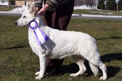 Royal Von Brilliant Moment | White Swiss Shepherd Dog 