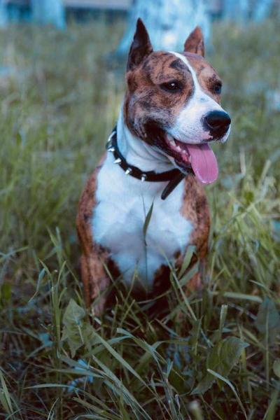 DAO GUAN UDZUME NO AME | American Staffordshire Terrier 