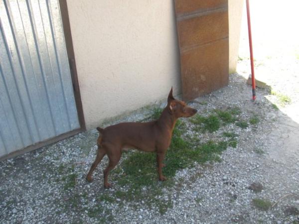 Kissmearianna | Miniature Pinscher 