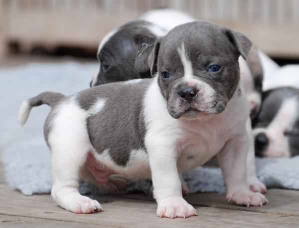 Utzon y Alvaro's Roca | Olde English Bulldogge 