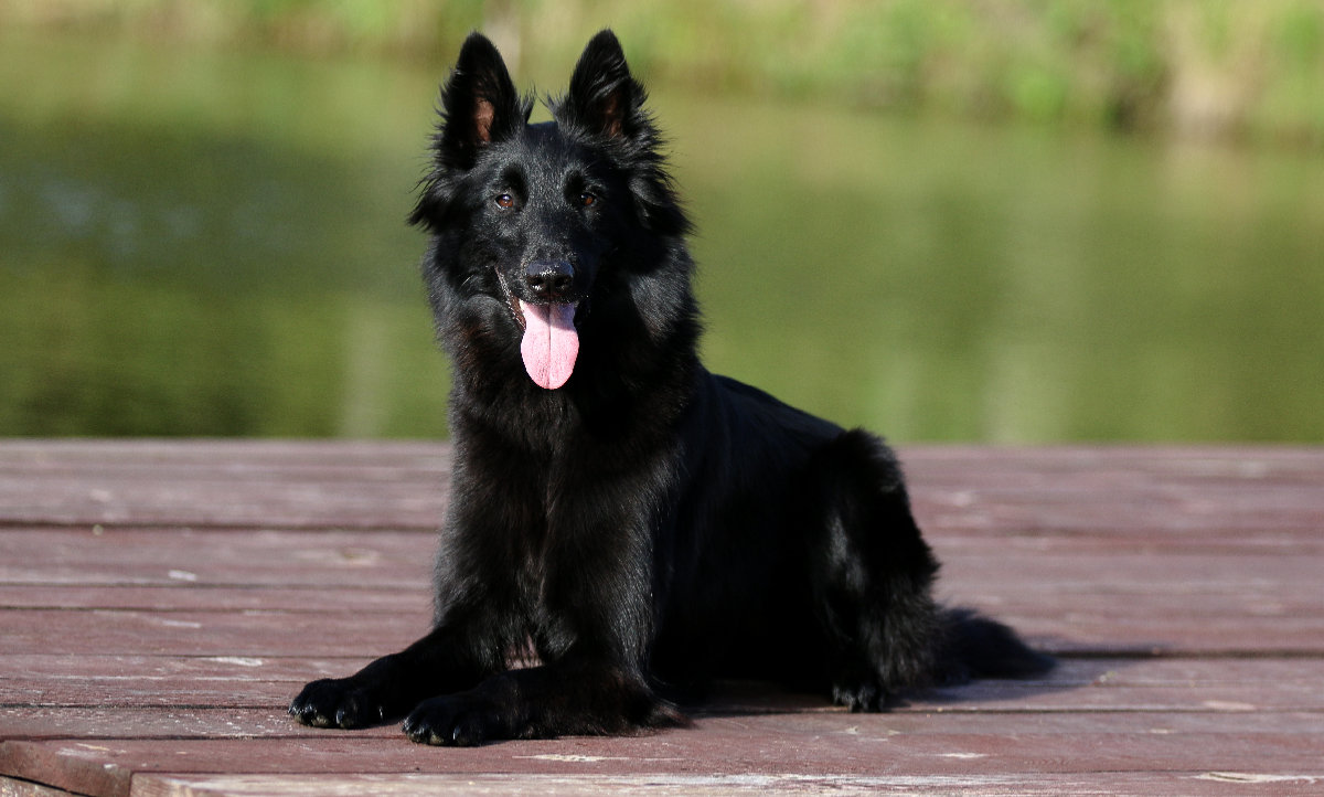 BELGIAN SHEPHERD