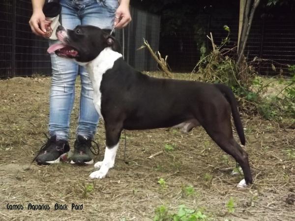 Camus Aquarius Black Pard | American Staffordshire Terrier 