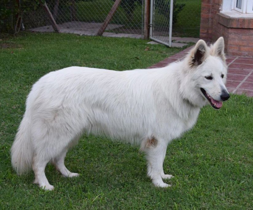 HEIDI ALPS CHILD Mountain Wolves | White Swiss Shepherd Dog 