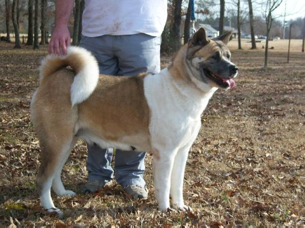 Will to Win's Flame-N-Glory | Akita 