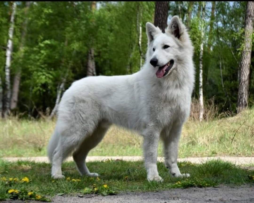 BODO Biale Wilki Z Wilkowa | White Swiss Shepherd Dog 