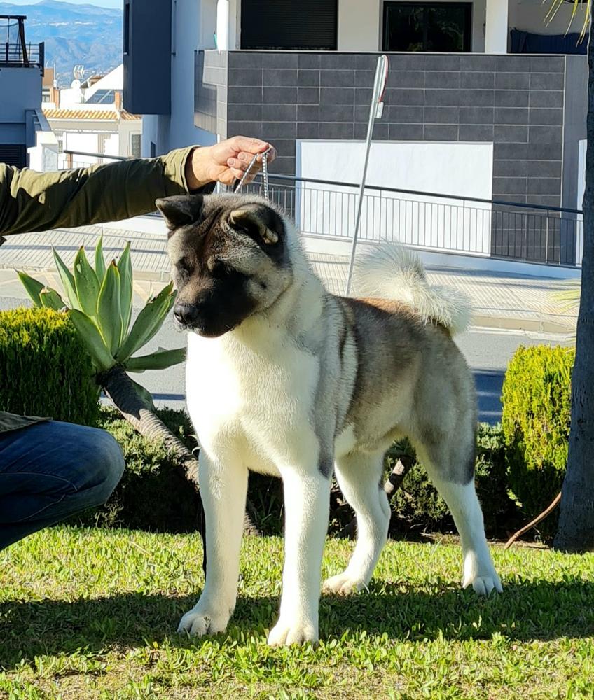 Restyl-ing Maximus | Akita 