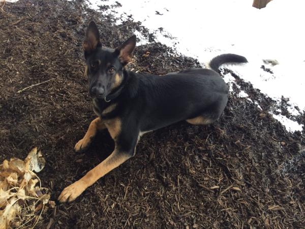 Trigger vom Haase | German Shepherd Dog 