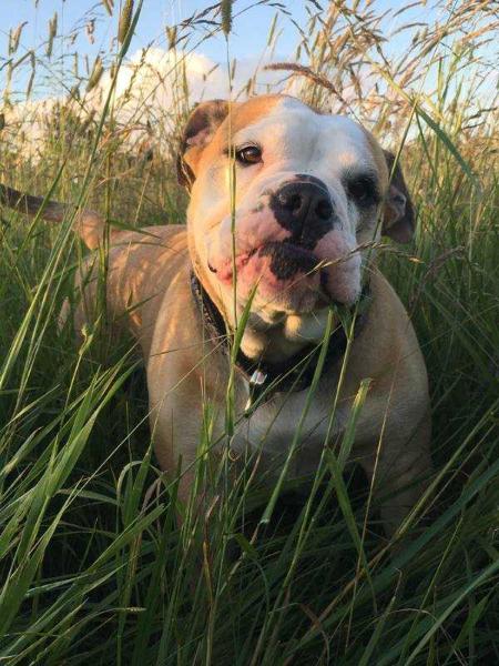 Schneider's Bulldog's Molly | Olde English Bulldogge 