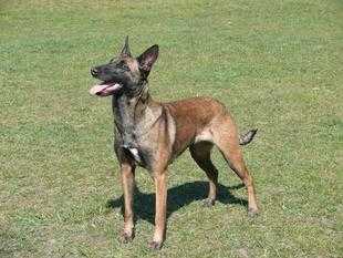 Daneskjold Jolene | Belgian Malinois 