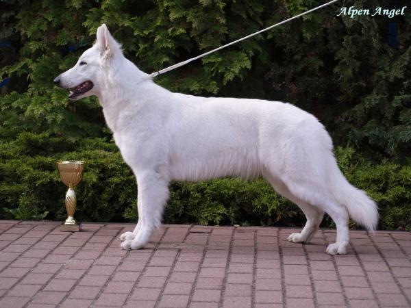 I'm Blue Rose of ALPEN ANGEL | White Swiss Shepherd Dog 