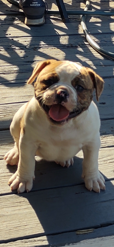 Carter's Sheena of DAB | American Bulldog 