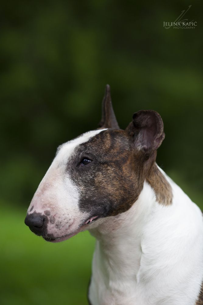 Bilboen Zarah's Girl at Tyebar | Bull Terrier 