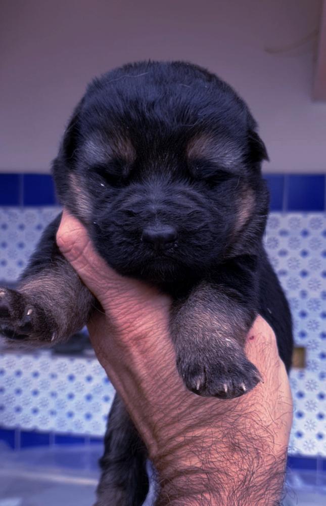 So p hie | German Shepherd Dog 