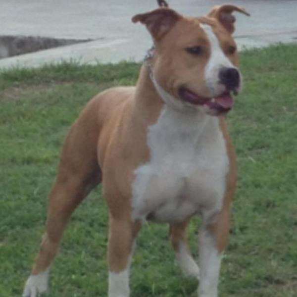morning star shelly | American Staffordshire Terrier 