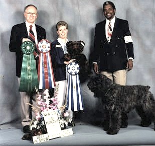 Unta-Brooklyn vd Lage Banken | Bouvier des Flandres 