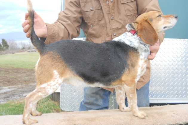 Scroghams Cool Hand Luke | Beagle 